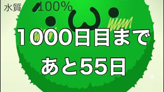 マリモ育成 1000日目まであと55日 #Shorts