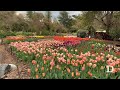 Tulip tour