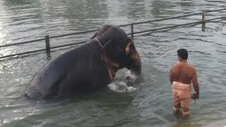 Elephant bath at Thirunallar temple pond-யானை நீராடிய காட்சி..