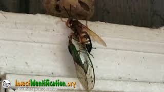 Cicada Killer with prey, courtesy of Michel L. (taken in Birmingham, AL)