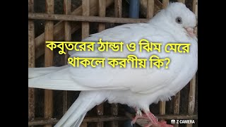 কবুতরের ঝিমানো রোগ,ঠান্ডা ও সবুজ পায়খানা নিরাময়ের জন্য করণীয়।shobuj,thanda,Jhimano hole koroniyo