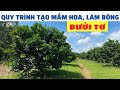 Quy trình tạo mầm hoa, làm bông cho cây bưởi tơ | Bưởi Da Xanh