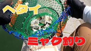 田原市伊良湖港でヘダイの数釣りしてみましたっ！