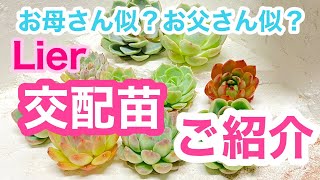 【多肉植物】色々な多肉の交配苗のご紹介❣️多肉狩りの参考に😊