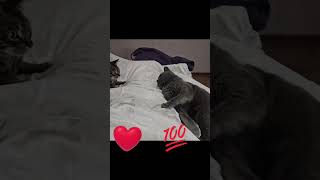 Мои любимые. Как вы относитесь к животным?#тишуля#буся #котик #смешнойкот#юлиядождь#люблюкотиков