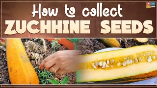 Collecting zucchini seeds|ఎన్ని విత్తనాలు ఉన్నాయో |costly and rare variety seeds collection so happy