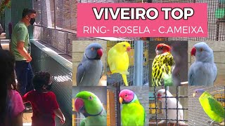 RING NECKS, ROSELAS, PERIQUITO CABEÇA DE AMEIXA - UM VIVEIRO TOP -  A VERY BIG AVIARY