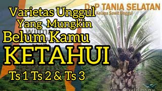 Varietas Unggul Tania Selatan DxP TS 1 DxP TS 2 dan DxP TS 3