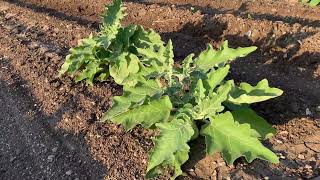 an a al l brinjal ki kheti | baigan ki kheti kaise karen | brinjal farming in India 2025/1/1