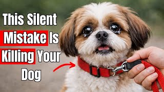 19 Deadly Mistakes Every Dog Owner Makes Daily Without Realizing It