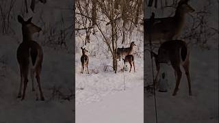 they're back for food #deer #nature #shorts #wildlife #youtubeshorts