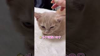 「ブス？」って聞いたら拗ねちゃう子猫が可愛すぎる…www