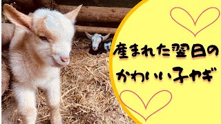 【YagiTube】かわいすぎる産まれた翌日の子ヤギ