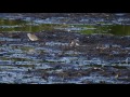 池の中州でトウネンの採食　２０１６．９ １６　撮影nikonＣＯＯＬＰＩＸＰ９００