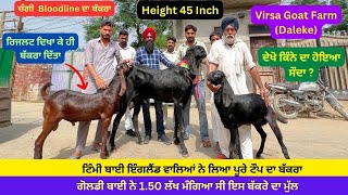 150000 ਰੁਪਏ ਵਾਲਾ ਬੱਕਰਾ ਖਰੀਦ ਲਿਆ virsa goat farm  ਵਾਲਿਆਂ ਨੇ ਰਿਜਲਟ ਦੇ ਨਾਲ @ILTILANATV