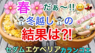 🧊凍っ多肉🥶から2ヶ月後の『エケベリア』『セダム』『カランコエ』どうなった⁉️🐣冬越し🧊春支度🌸 【多肉植物】【succulent】【다육식물】【lecactus】【suculentas】#26