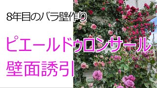 【バラ】8年目のピエールドゥロンサール剪定誘引