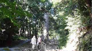 麻呂子杉(元伊勢内宮皇大神社・福知山市内宮)