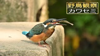 【スローモーションで野鳥観察】カワセミ【特別な事は何も起らない動画】