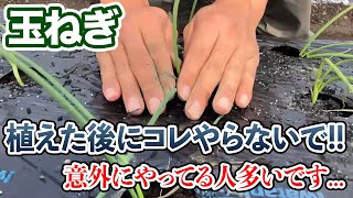 【玉ねぎ】植え付け後にコレだけは気をつけてください！