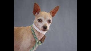 RESCUED! A5112143 Hans Solo | Italian Greyhound/Chihuahua