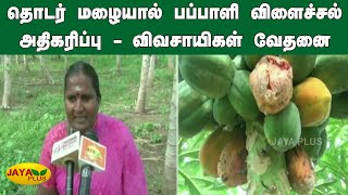 தொடர் மழையால் பப்பாளி விளைச்சல் அதிகரிப்பு - விவசாயிகள் வேதனை | Madurai Papaya Farmers