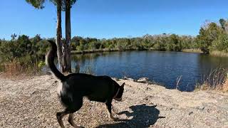 Hog Pond Loop Fl Hike With Dog! With Drone Footage! #dog #hike #view #nature