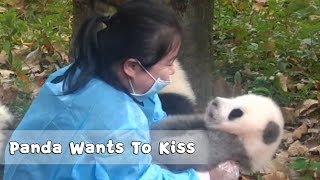 Panda Wants To Kiss. Hug And To Be Elevated | ipanda