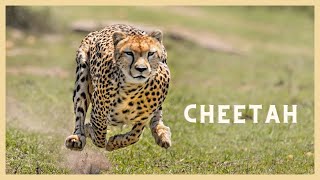 What does cheetah sound like? Cute cheetah meow! (meow, meow)