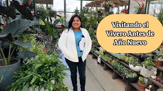 Visitando el vivero antes de Año nuevo  Encontre plantas preciosas en oferta