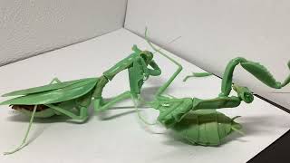 ありえないカマキリの決闘　Inpossidle Praying Mantis Duel【バンダイ生き物大図鑑カマキリ3ハラビロカマキリ成虫、ハラビロカマキリ幼体】