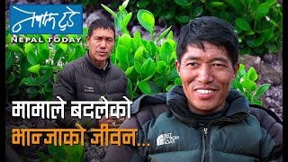 मामाले बदलेको भान्जाको जीवन... [ The Nepal today ] Agriculture in Nepal