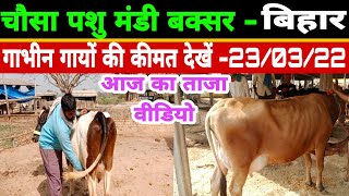 चौसा पशु मंडी में गाभिन गायों की कीमत देखें || cost of pregnant cow in chausa mandi/23/03/22