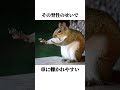 【リス】の面白い雑学 shorts リス 雑学