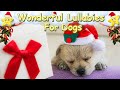 Dog Music Xmas Lullaby Sleep Music For Puppies ♫ Calm Relax Your Dog ♥ Lullaby For Animals Cats Pets