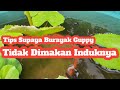 Tips Supaya Burayak Guppy Tidak Dimakan Induknya  #Shorts