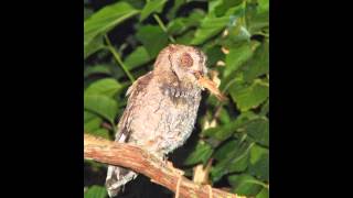 scops owl γκιώνης (Otus scops), parental feeding of a young during its temporal captivity