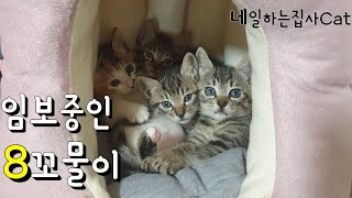 길냥이에서 이름이 생긴 8꼬물이들 소개합니다_kittens