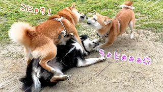 【笑】黒柴なんていなかった事にして遊ぶ柴犬たち