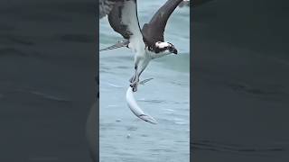 "Epic Vulture Hunting: Nature’s Fury Unleashed! 🌄🐦 | #adventure #wildlife #adventure"