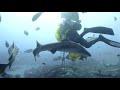 サメタイム 千葉 館山 伊戸ダイビング 3dive 2021.1.31 stingray kelp grouper shrek fish banded hound shark scuba diving