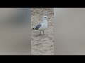 gull möwe shorts reels youtube youtuber tube fox fun movie film birds film movie art k