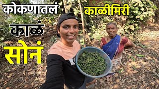 कोकणातलं काळं सोनं - काळीमिरी | Black Paper Harvesting | Kali Mirch | Konkan Sanskruti