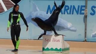 下田海中水族館アシカショー