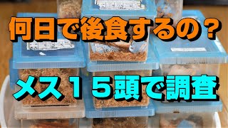 ババオウゴンオニクワガタ・メスの後食までの期間を調べてみた！！幼虫体重、蛹体重からの羽化サイズデーターも公開・去年８月に羽化した熟女メスは産卵出来るのか？オウゴンオニクワガタチャンネル！！