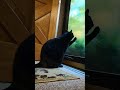 cat cleans condensation from window to see out cat catshorts