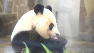 【郷土アイ】兵庫・王子動物園のパンダ