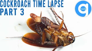 Cockroach Time Lapse Part 3