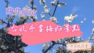 中正紀念堂梅花開了-捷運就可到達的賞梅景點  #梅花 #花 #捷運 #瓊斯旅行 #中正紀念堂 #寶哥來了