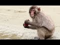 True Facts Macaques